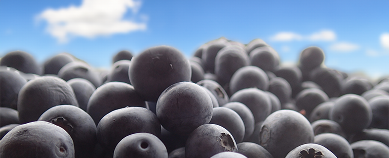 青空と山盛りのブルーベリー