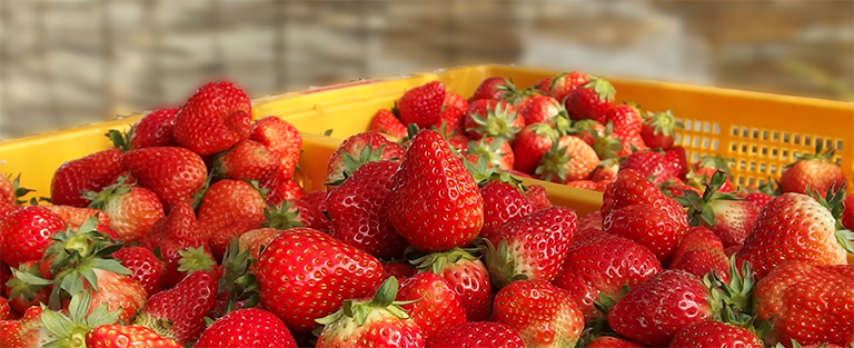 収穫したばかりの山盛りのイチゴのイメージ